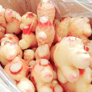 【予約：7月中旬より出荷予定】松本農園の新しょうが [2kg/4kg/8kg]